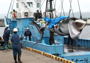 Japan resumes commercial whaling