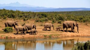 elephants-279505_1280