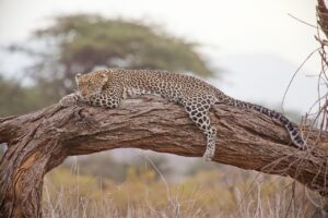 leopard-163035_1280