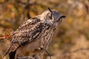 eagle-owl-7295713_1280