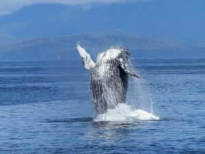 humpback-whale-natural-spectacle-nature-mammal-51964