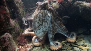 octopus-428745_1280