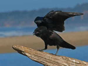 bird-crow-black-animal-53187