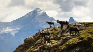 free-photo-of-glacier-bois-paysage-montagnes