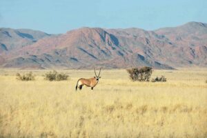 free-photo-of-montagnes-clairiere-terrain-afrique