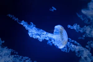 jellyfish-7704801_1280