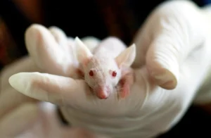 animal-mouse-experiment-laboratory-159483