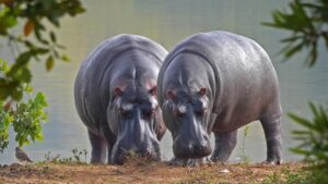 hippo-3647750_1280