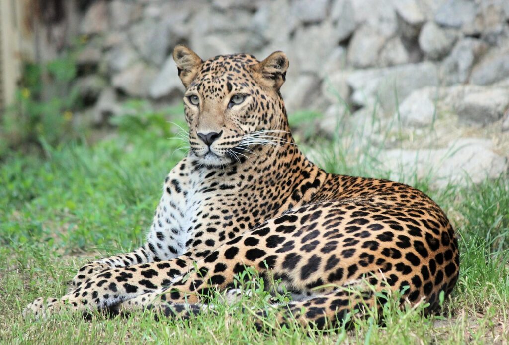 leopard-4084772_1280