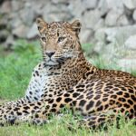leopard-4084772_1280
