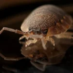 armadillo-worm-bug-insect