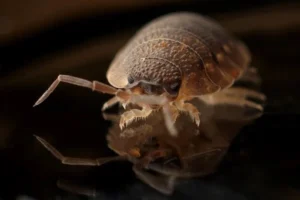 armadillo-worm-bug-insect