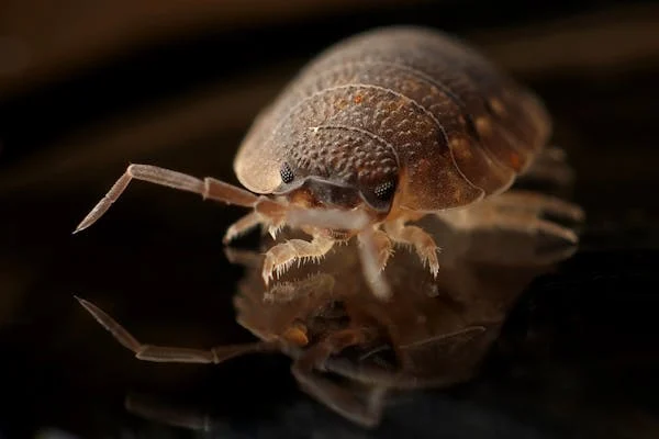 armadillo-worm-bug-insect