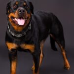 licensed-image