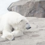 How Climate Change is Reshaping Polar Bear Migration in 2026