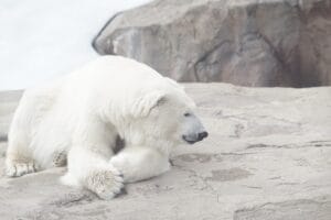 How Climate Change is Reshaping Polar Bear Migration in 2026