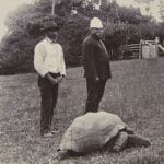 Jonathan the tortoise, 1900