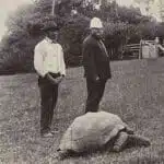 Jonathan the tortoise, 1900