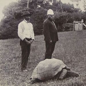 Jonathan the tortoise, 1900
