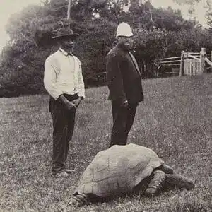 Jonathan the tortoise, 1900