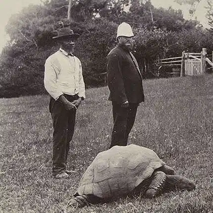 Jonathan the tortoise, 1900