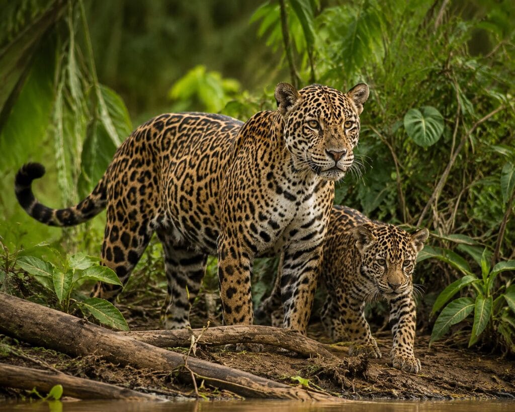the wild side of 2026, from chimpanzee wars to the return of the ghost jaguar