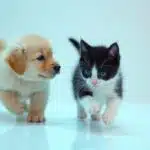cute puppy and kitten toghether playing high resolution professional photography