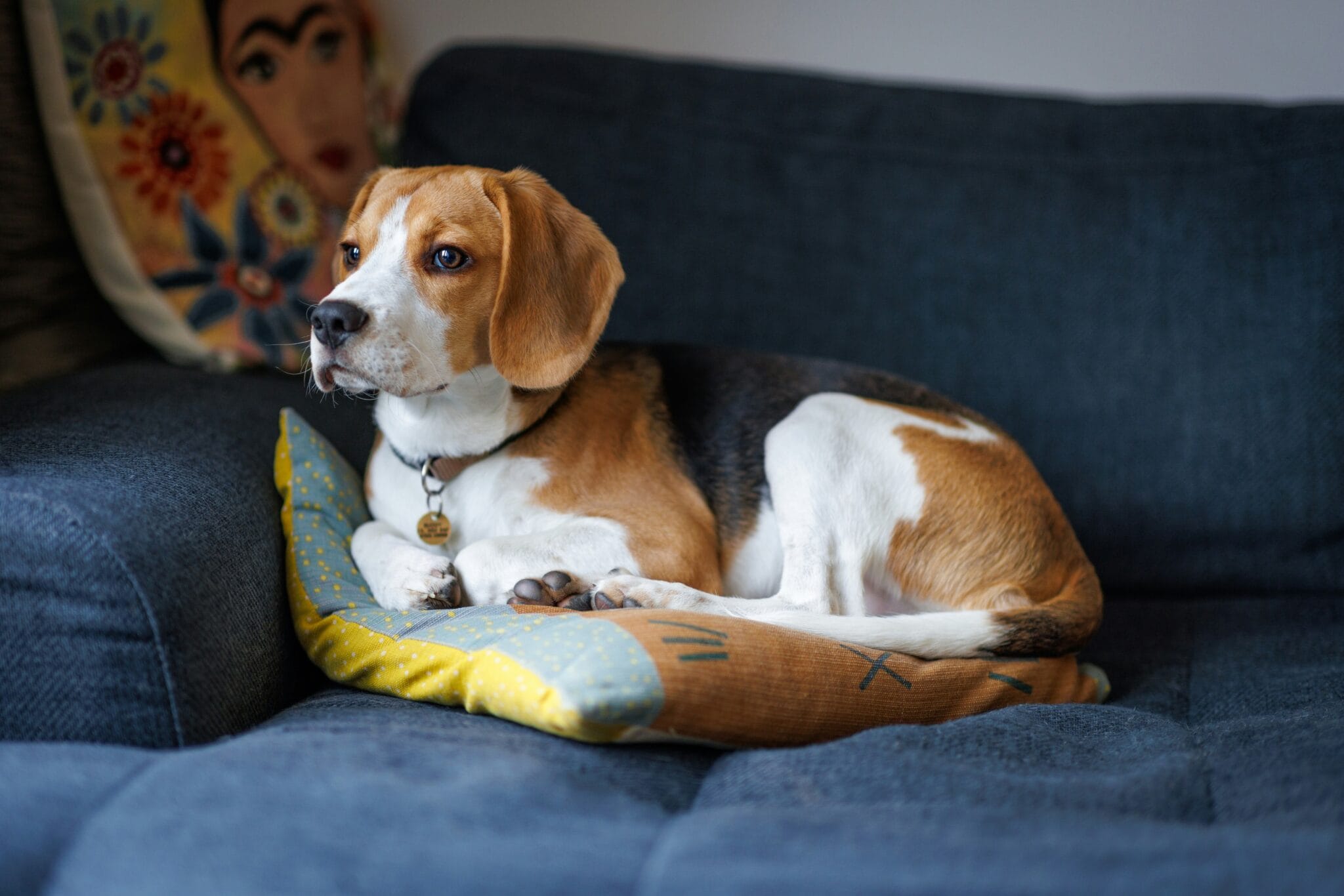 Everything You Need to Know About the Amazing Beagle Breed