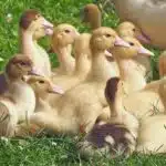 Middle East Poultry Expo, Riyadh 2026