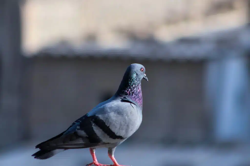 The Frillback Pigeon: Nature’s Living Sculpture