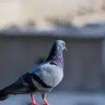 The Frillback Pigeon: Nature’s Living Sculpture