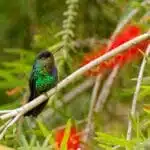 The Acoustic Secrets" of the Antbirds