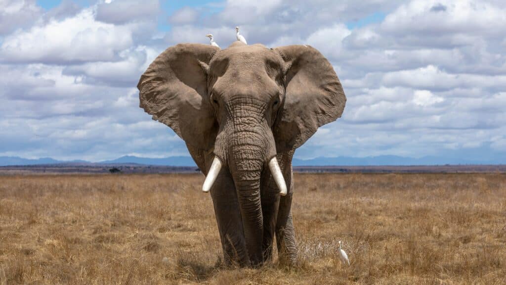 Why Animal Rights Matter in 2026: A Global Perspective
