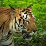 pexels-mohan-kumar-2156154291-35902757