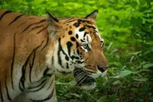 pexels-mohan-kumar-2156154291-35902757