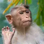 Breaking: Exclusive Animal Kingdom News & Discoveries (April 2026)