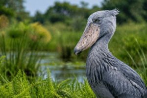 Nature’s Best-Kept Secrets… 10 Strange Animals You Won't Believe Exist