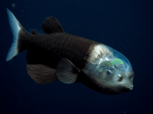 5 Most Bizarre Deep-Sea Creatures Ever Discovered