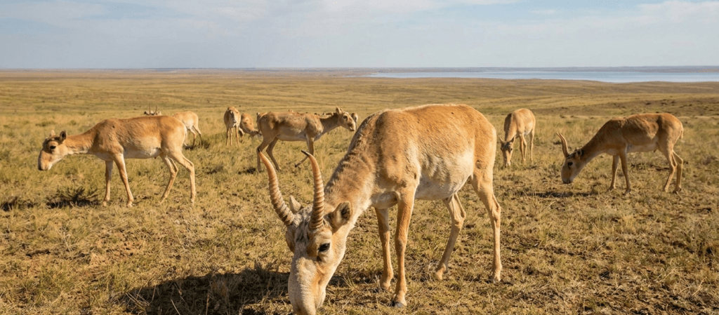 Strange animals you won't believe exist
