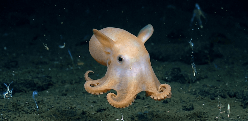 bizarre deep-sea creatures