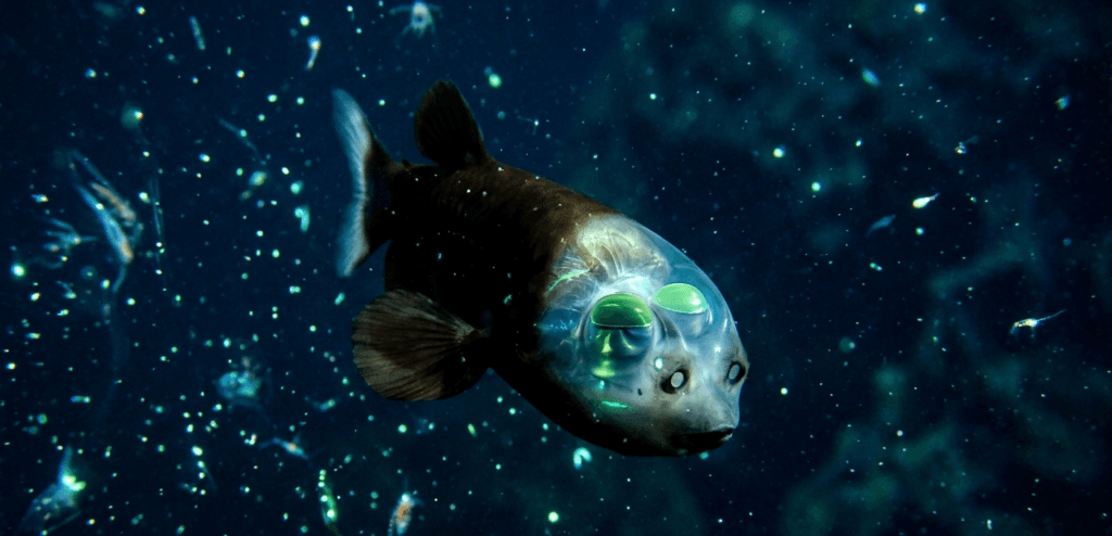 bizarre deep-sea creature