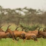 animal world news 2026