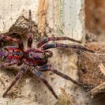 Latest Wildlife News