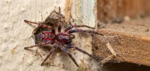 Latest Wildlife News