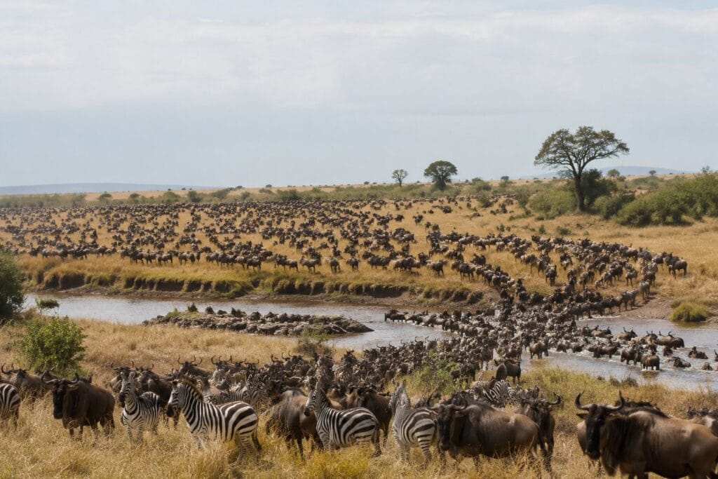 Amazing Global Animal Stories you need to Know