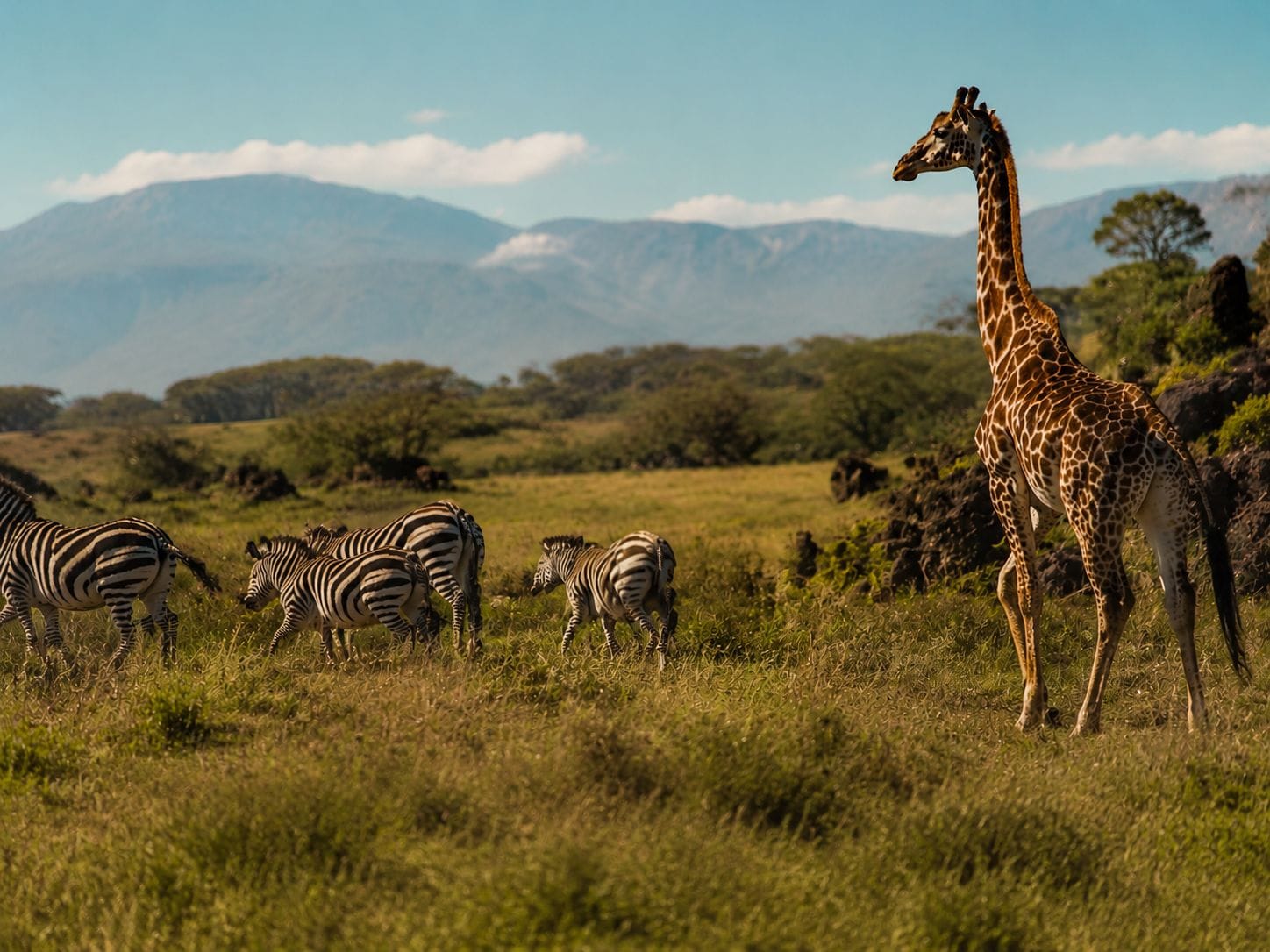 Wildlife