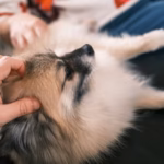 how to care for dogs