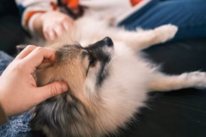 how to care for dogs