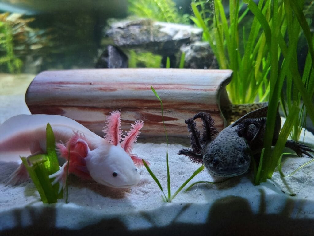 amazing axolotl facts