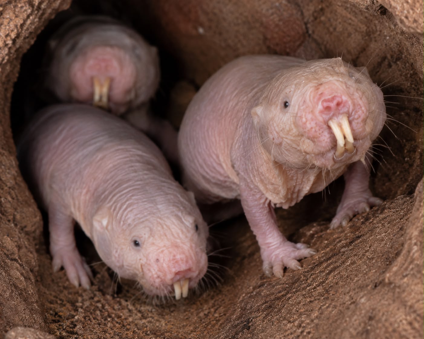 naked mole rat longevity gene